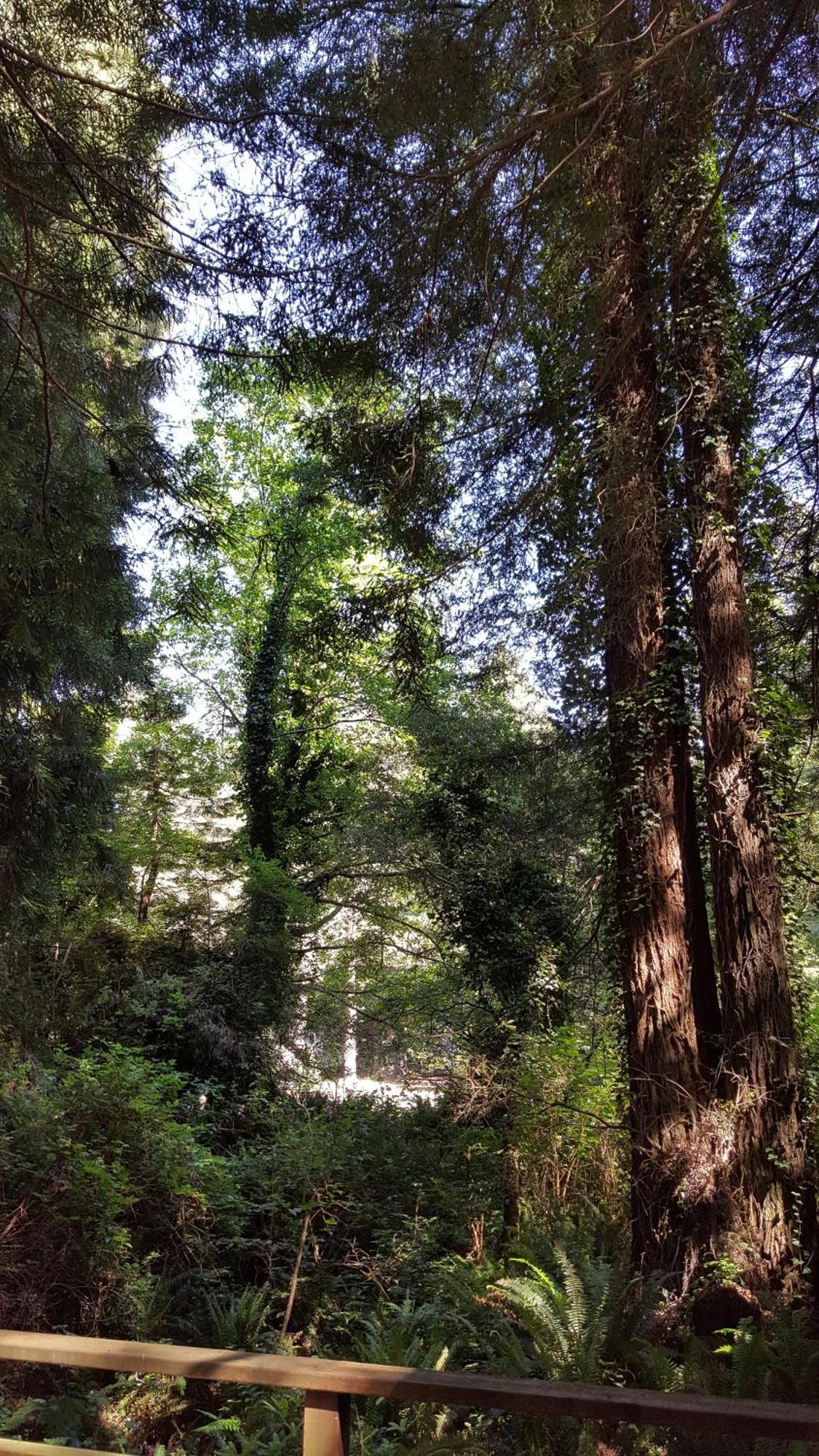טרינידד Emerald Forest Cabins חדר תמונה