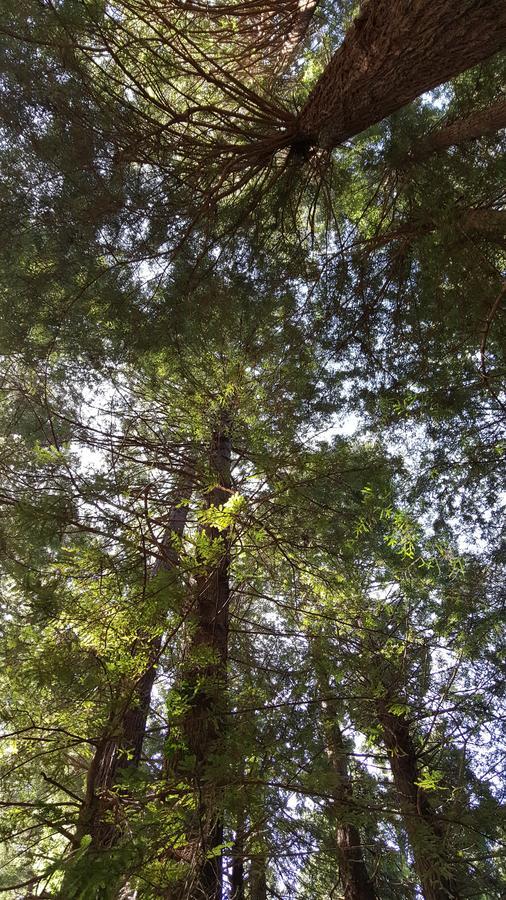 טרינידד Emerald Forest Cabins מראה חיצוני תמונה